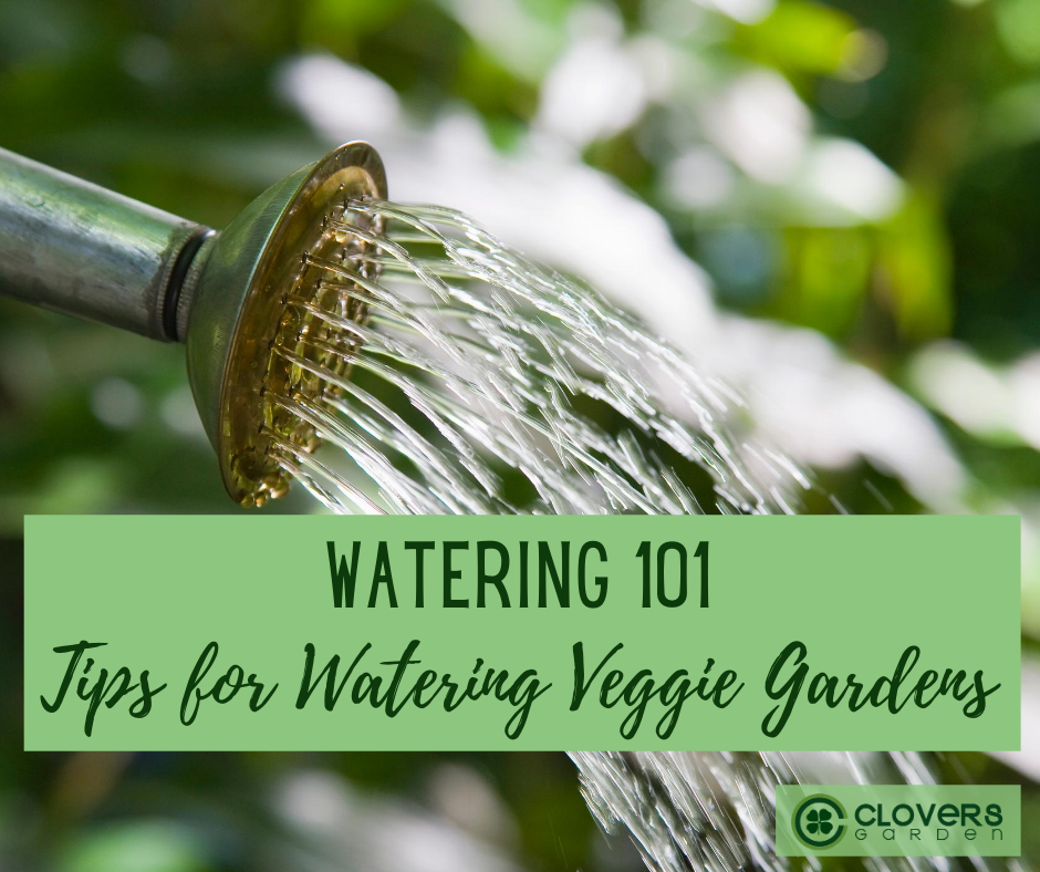 How to Water Your Garden