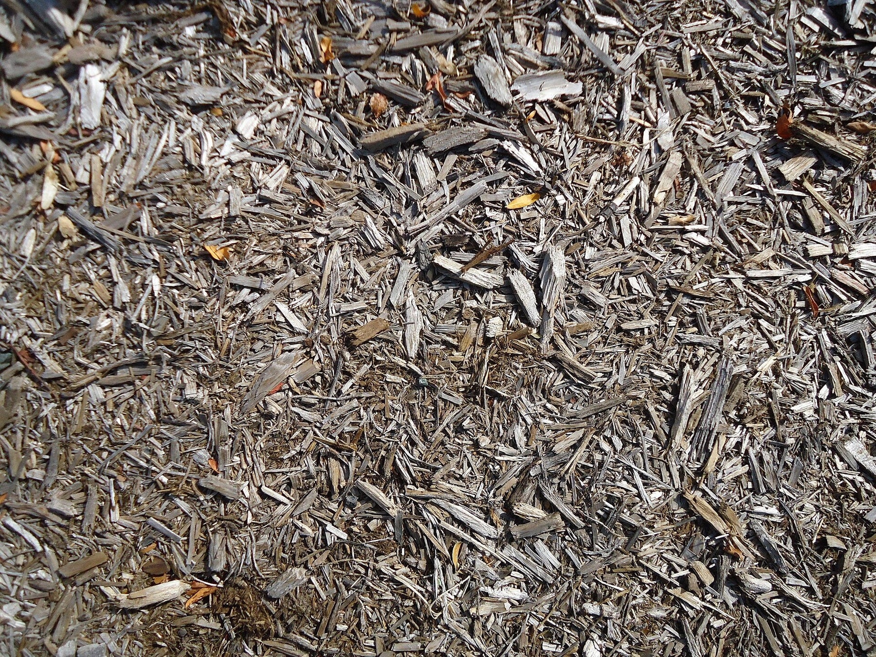 Why You Should Mulch around Trees
