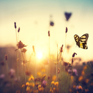 How to Attract Butterflies to Your Garden