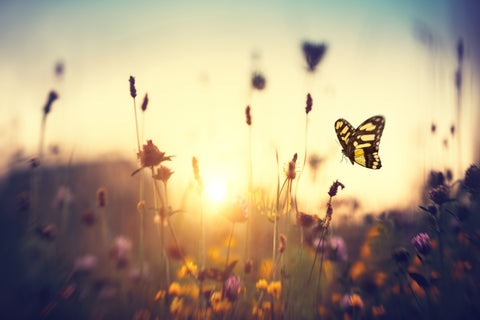 How to Attract Butterflies to Your Garden