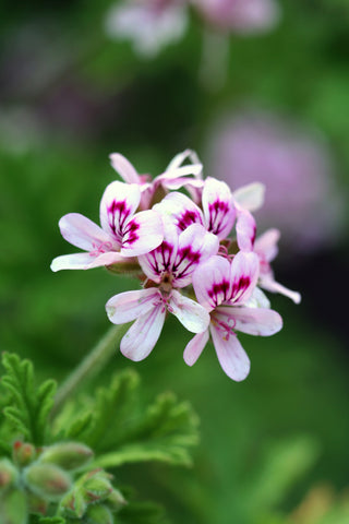 Plants that Protect Your Family from Mosquitoes