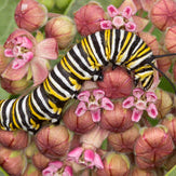 How to Attract Butterflies to Your Garden