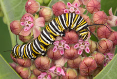 How to Attract Butterflies to Your Garden