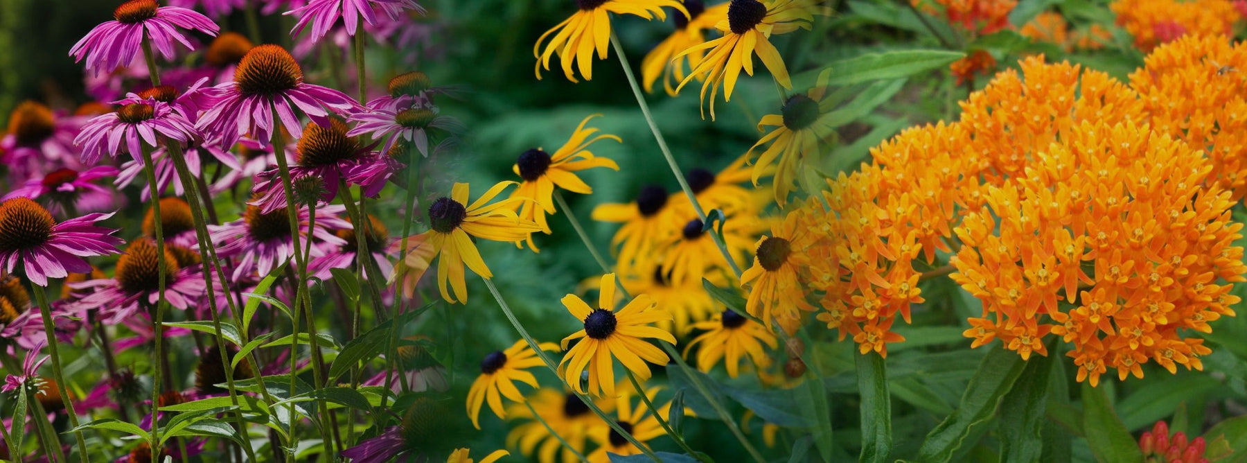 Coneflower, black-eyed susan and butterfly milkweed in bloom