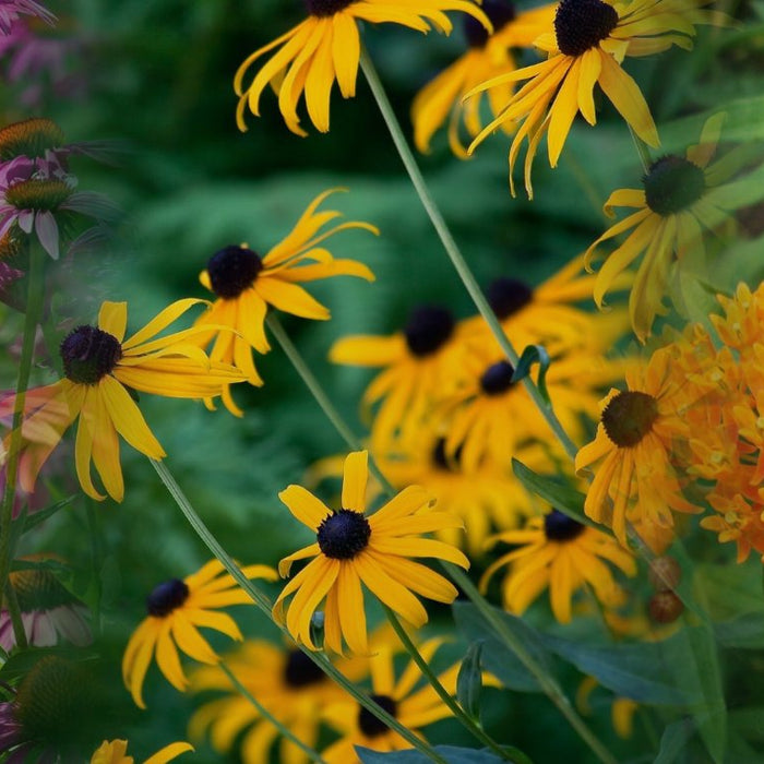 Coneflower, black-eyed susan and butterfly milkweed in bloom