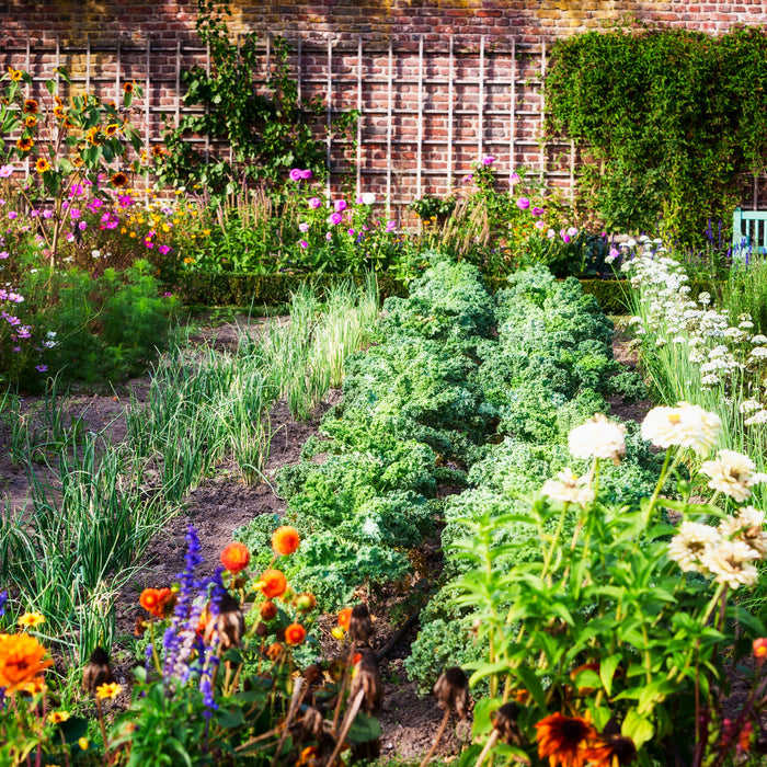 A designed kitchen garden