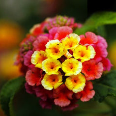 Garden Photography