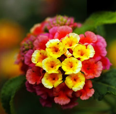 Garden Photography