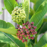 How To Grow Milkweed for Monarchs