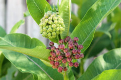 How To Grow Milkweed for Monarchs