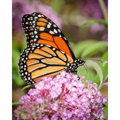 How to Attract Butterflies to Your Garden