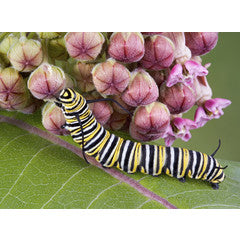 How To Grow Milkweed for Monarchs