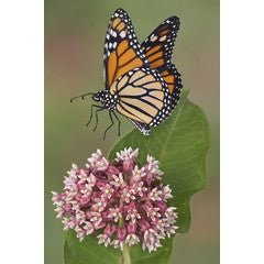 America's Favorite Butterfly: The Monarch