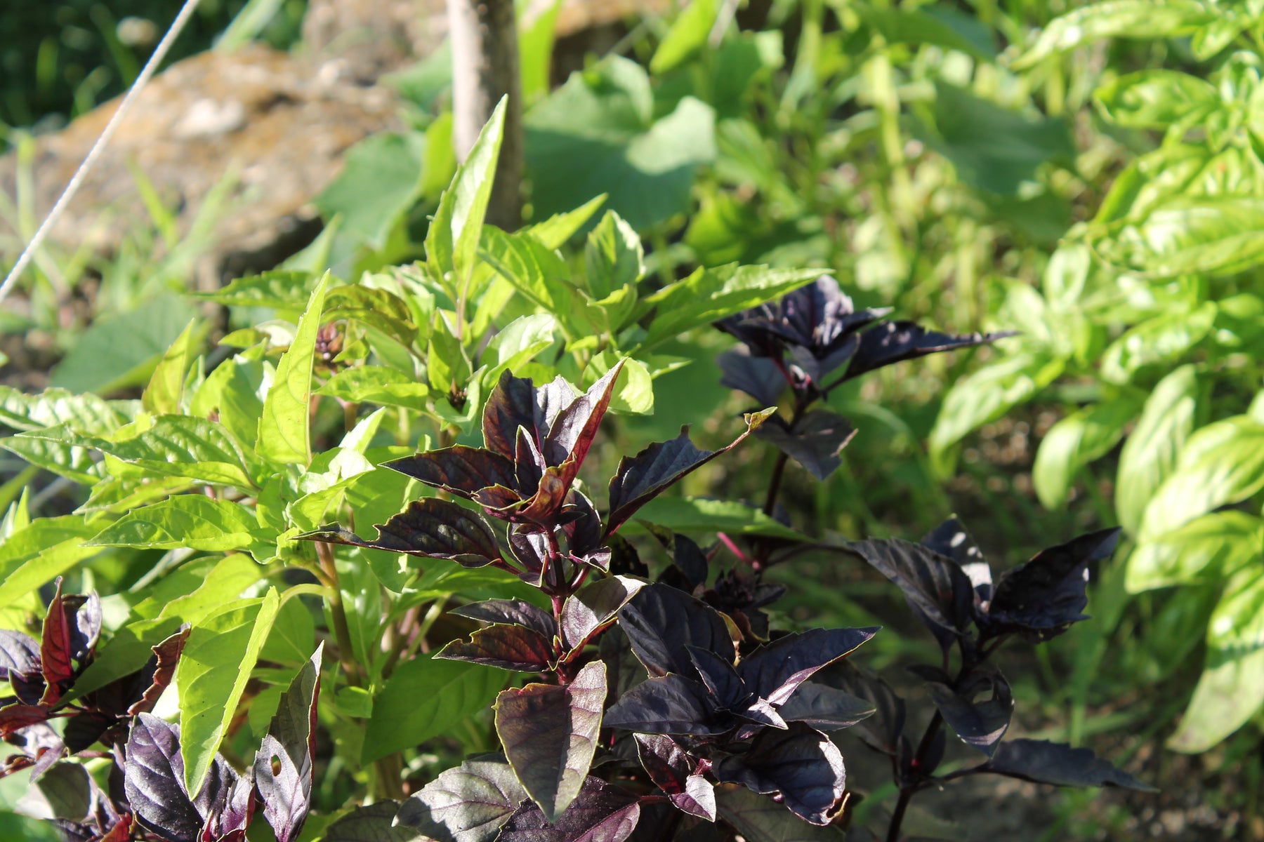 Basil Gardening