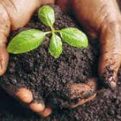 A Healthy Garden Starts Before Planting.