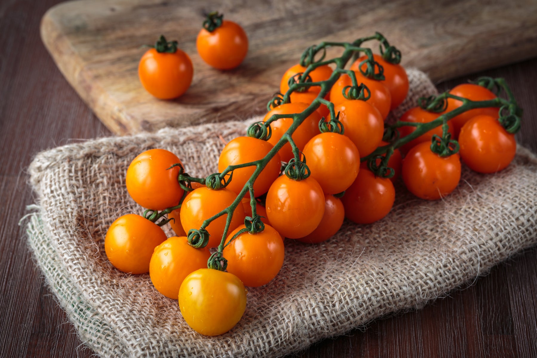 How to Harvest Tomatoes