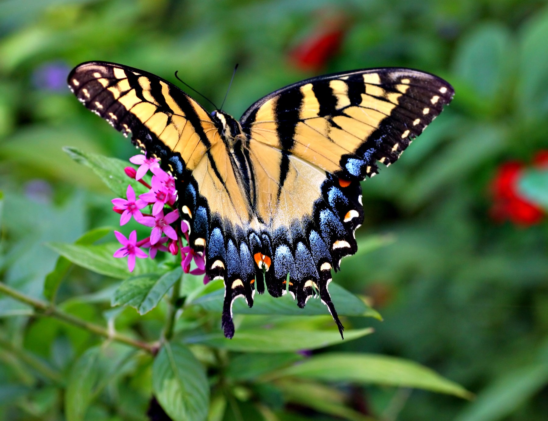 How to Attract Butterflies to Your Garden