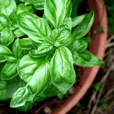 Basil Gardening
