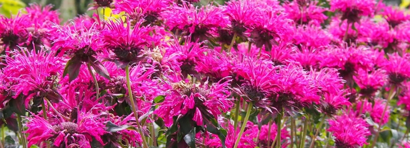 Perennial Flowering Plants & Butterfly Gardening