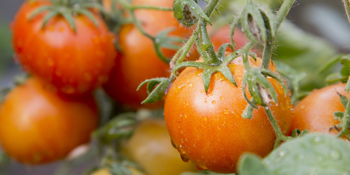 Tomato - Slicer, Early Girl