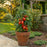Super Sauce Tomato Plants | Two Live Plants | Non-GMO | Giant Paste Tomato, Thick Meaty Flesh, Perfect for Sauce & Canning
