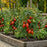 Super Sauce Tomato Plants | Two Live Plants | Non-GMO | Giant Paste Tomato, Thick Meaty Flesh, Perfect for Sauce & Canning