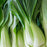 Pak Choi Bopak | Two Live Plants | Non-GMO | Crisp, Tender Asian Green | Fast Growing & Easy to Grow
