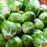 Brussels Sprouts Jade Cross | Two Live Plants | Non-GMO | Sweet, Tender & Cold Hardy | Easy Garden Vegetable
