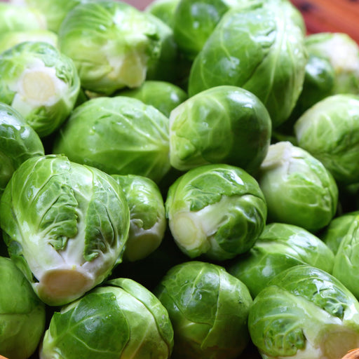 Brussels Sprouts Jade Cross | Two Live Plants | Non-GMO | Sweet, Tender & Cold Hardy | Easy Garden Vegetable