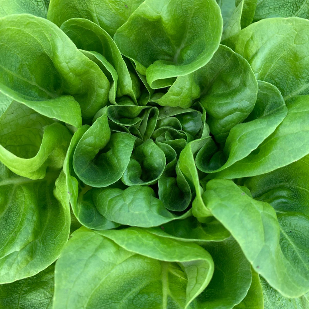 Buttercrunch Lettuce | Two Live Plants | Non-GMO | Heirloom Butterhead Lettuce | Sweet, Tender & Easy to Grow