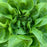 Buttercrunch Lettuce | Two Live Plants | Non-GMO | Heirloom Butterhead Lettuce | Sweet, Tender & Easy to Grow