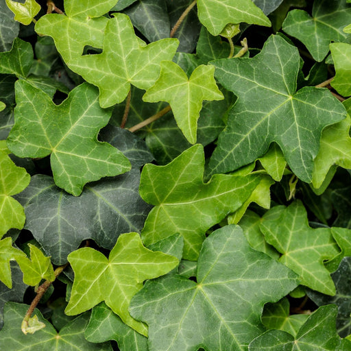 Algerian English Ivy | Two Live Plants | Non-GMO | Fast Growing, Evergreen, Low Maintenance