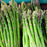 Close-up of tender, green asparagus spears in a garden.