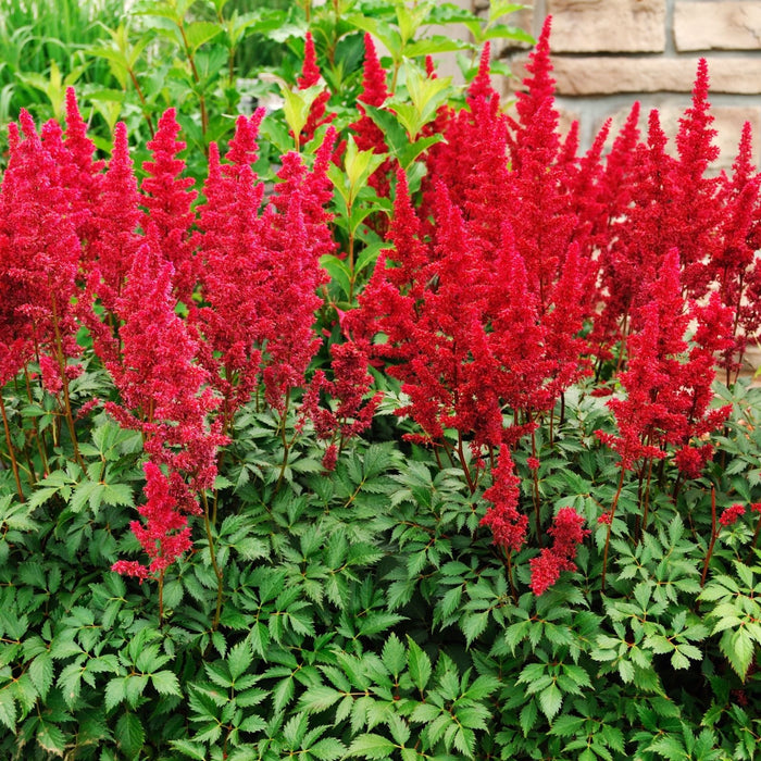 Astilbe Red (Arendsii Fanal) | Two Live Perennial Plants | Non-GMO, Plant in Shade, Pollinator Favorite, Deer Resistant