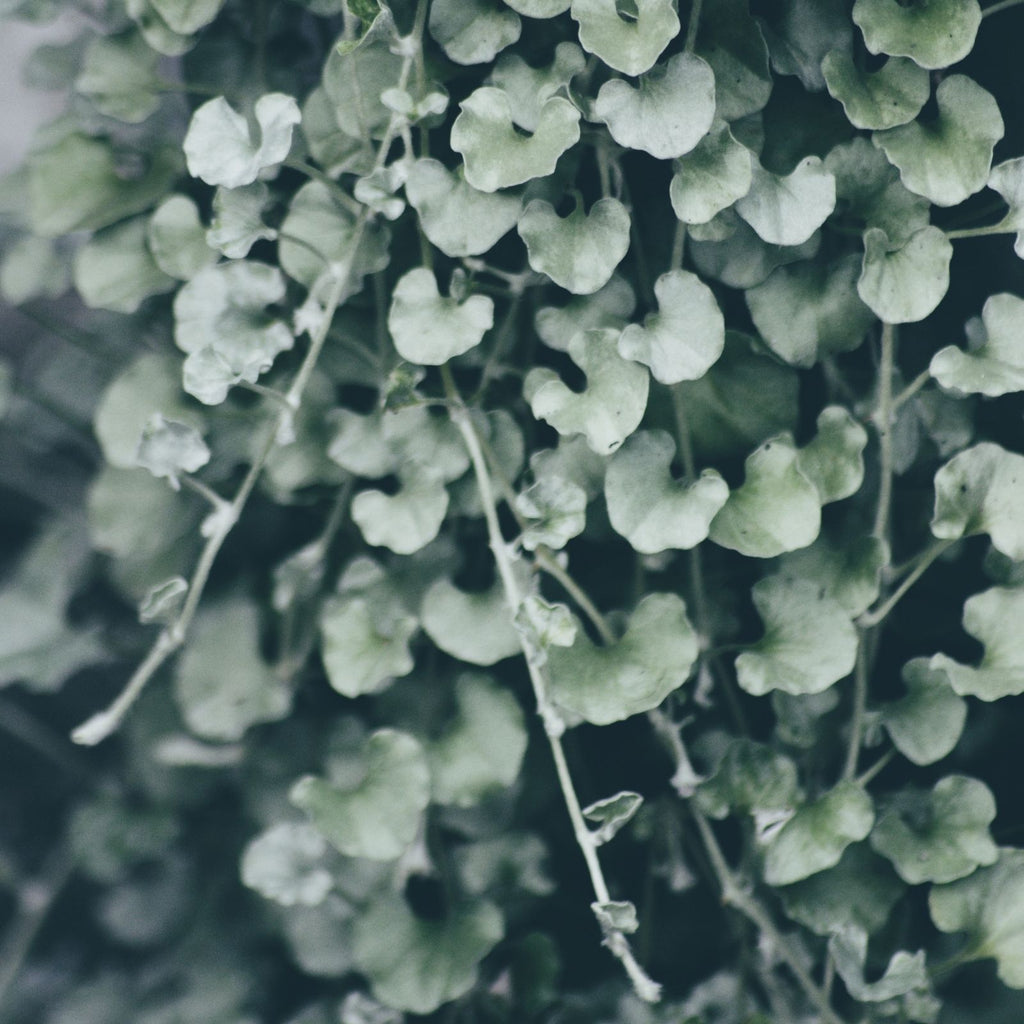 hanging plant silver falls Dichondra Silver Falls | Two Live Plants | Non-GMO