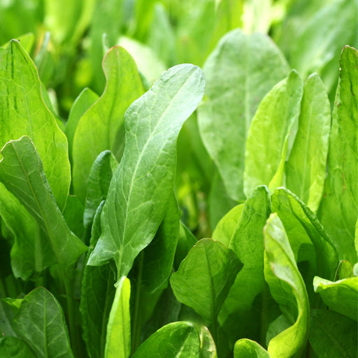 Garden Sorrel Herb | Two Live Plants | Non-GMO | Heirloom | Perennial, Fast Growing