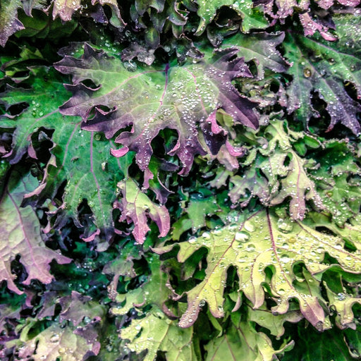 Red Russian Kale | Two Live Plants | Non-GMO | Heirloom | Frost Tolerant