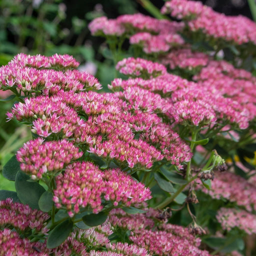 Sedum Autumn Joy | Two Live Plants | Non-GMO | Perennial | Pollinator Friendly