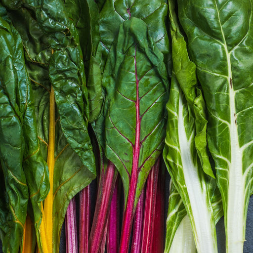Bright Lights Swiss Chard | Two Live Plants | Non-GMO | Heirloom | Frost Tolerant