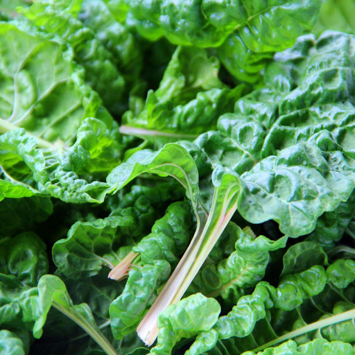 Green Swiss Chard | Two Live Plants | Non-GMO | Heirloom | Frost Tolerant