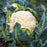 Cauliflower Amazing! | Two Live Plants | Non-GMO | Large White Heads | Crisp, Delicious & Easy to Grow