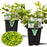Duranta Yellow Plants | Two Live Plants | Non-GMO | Golden Foliage Accent, Heat Drought Tolerant, Easy to Grow