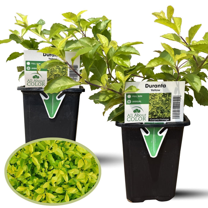 Duranta Yellow Plants | Two Live Plants | Non-GMO | Golden Foliage Accent, Heat Drought Tolerant, Easy to Grow