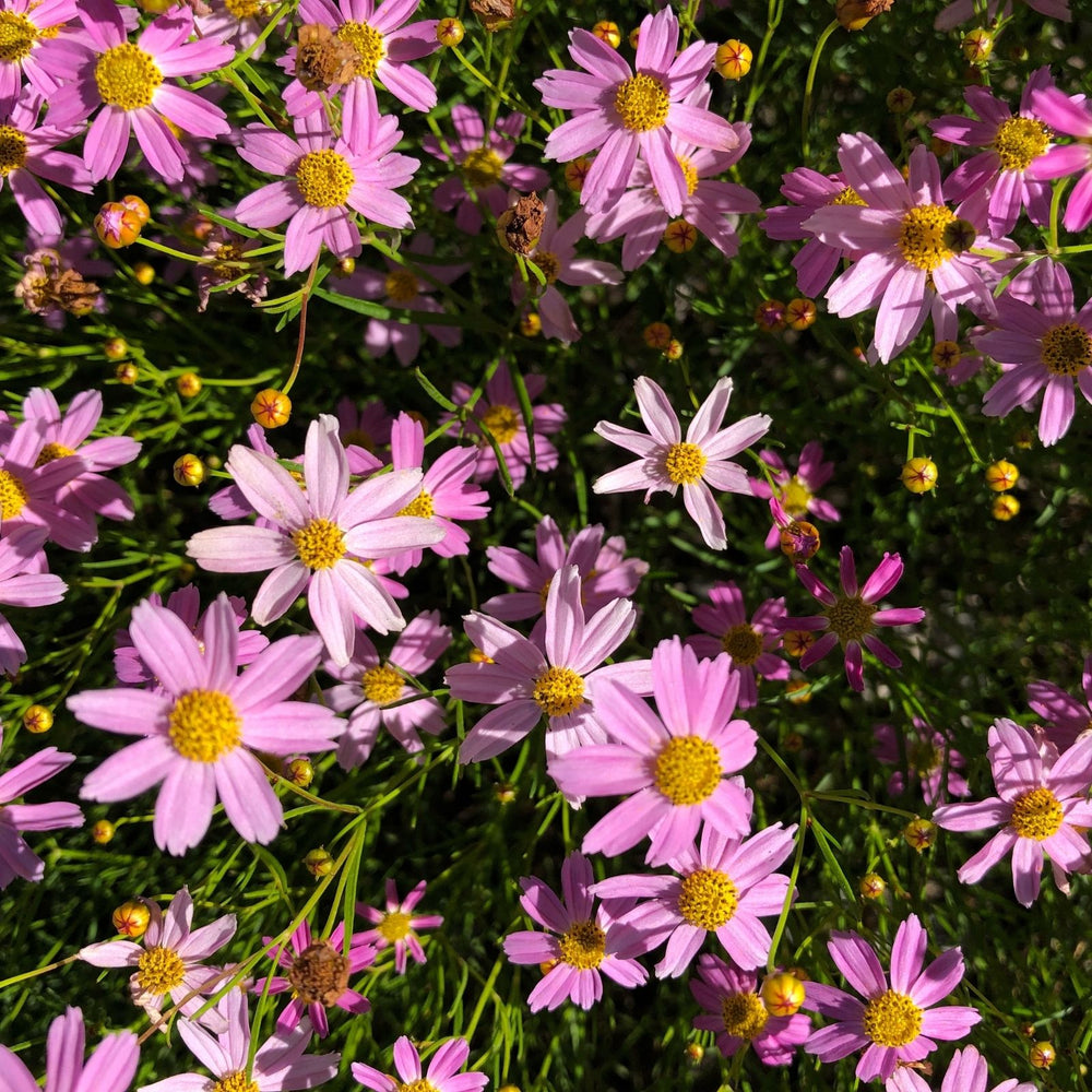 Coreopsis “Rosea” (Tickseed) Plants | Two Live Plants | Non-GMO | Hardy Flowering Perennial, Long Blooming, Pollinator Friendly