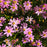 Coreopsis “Rosea” (Tickseed) Plants | Two Live Plants | Non-GMO | Hardy Flowering Perennial, Long Blooming, Pollinator Friendly