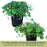 Dichondra Emerald Falls | Two Live Plants | Non-GMO | Cascading, Lush Green Foliage | Heat Drought Tolerant