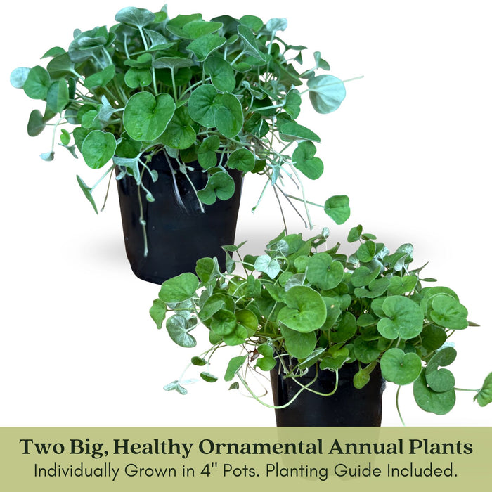Dichondra Emerald Falls | Two Live Plants | Non-GMO | Cascading, Lush Green Foliage | Heat Drought Tolerant