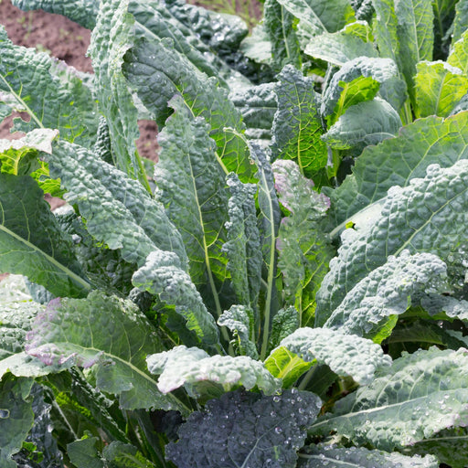 Dinosaur Kale | Two Live Plants | Non-GMO | Heirloom | Frost Tolerant