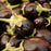 Eggplant Patio Baby | Two Live Plants | Non-GMO | Mini Fruit, High Yield, Compact