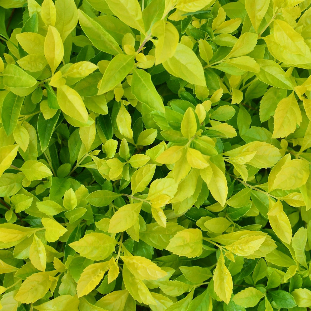 Duranta Yellow Plants | Two Live Plants | Non-GMO | Golden Foliage Accent, Heat Drought Tolerant, Easy to Grow